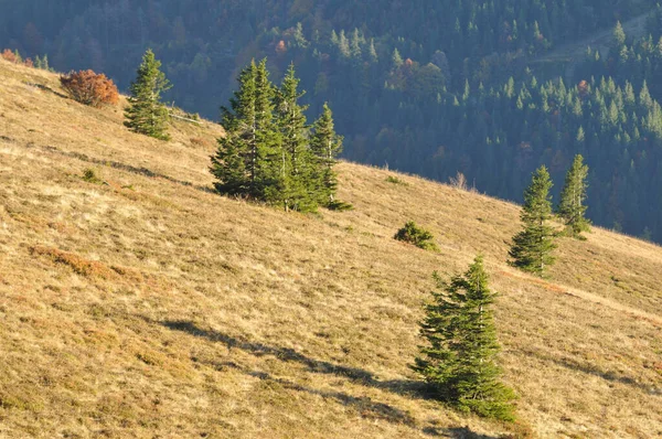 Ein Brauner Trockener Grasbewachsener Berghang Mit Kiefern Unter Hellem Sonnenlicht — Stockfoto