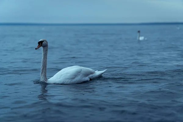 Hermoso Cisne Mudo Nadando Agua —  Fotos de Stock