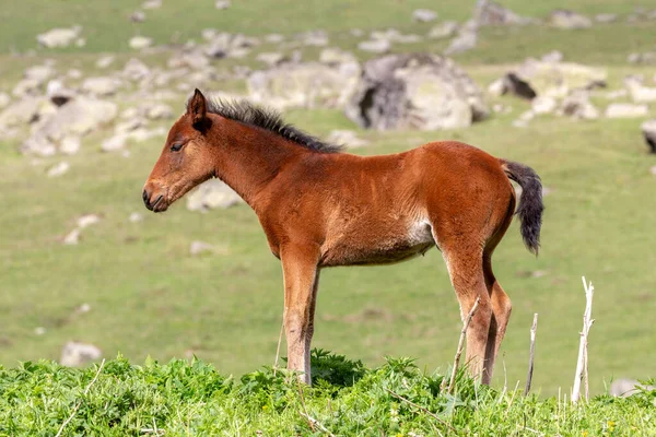 Tiro Close Cavalo Marrom Uma Paisagem Com Campo Verde Grandes — Fotografia de Stock