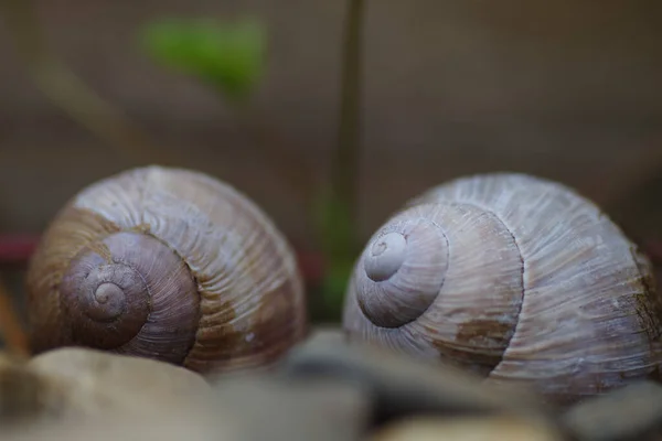 Plan Mise Point Sélectif Deux Escargots Parfait Pour Fond — Photo