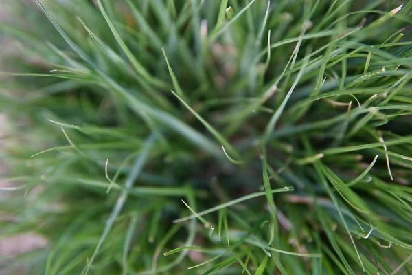 Top View Blurry Grass Background — Stock Photo, Image
