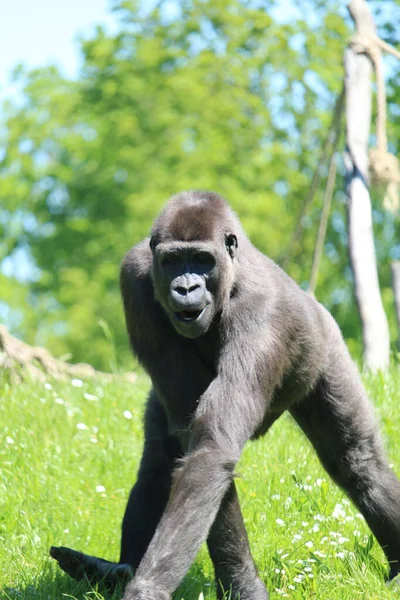 Gorille Est Errant Dans Parc Verdoyant Pittoresque — Photo