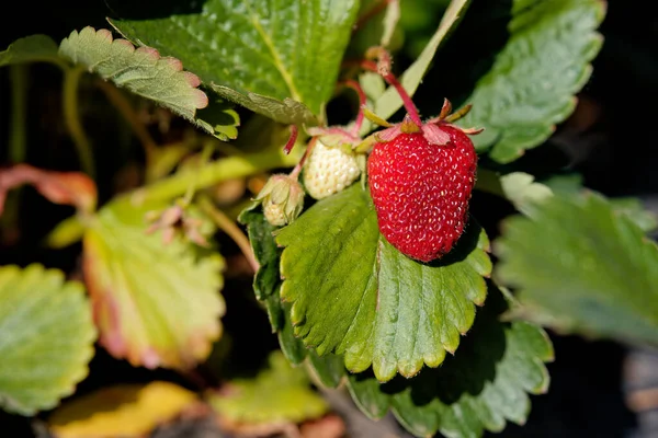 Une Mise Point Sélective Fraises Mûres Non Mûres Sur Buisson — Photo