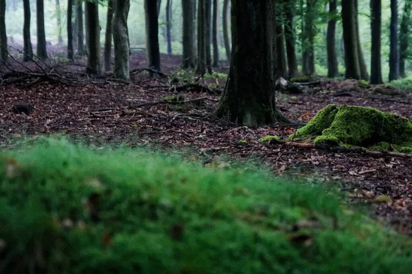 Výběrový Snímek Mechem Pokrytých Kmenů Stromů Zachycených Lese — Stock fotografie