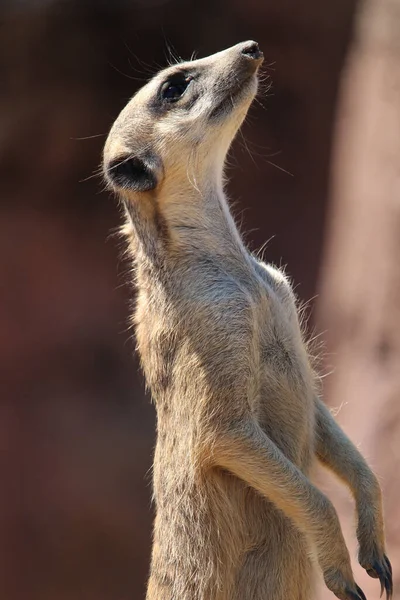 Tiro Perto Meerkat Procura Algo — Fotografia de Stock