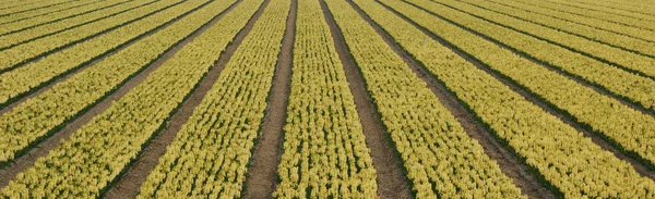 Een Panoramisch Beeld Van Landbouwvelden Perfect Voor Achtergrond — Stockfoto