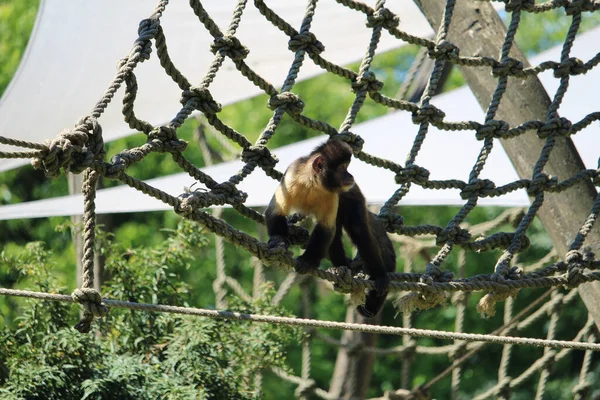 Närbild Tuftad Capuchin Eller Brun Capuchin Sapajus Apella Repet — Stockfoto