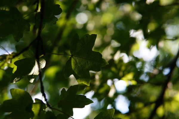 Неглубокий Фокус Зеленых Листьев Фоне Деревьев Солнечного Света — стоковое фото