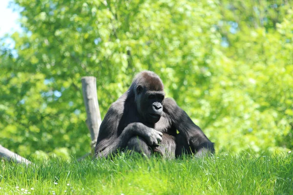 Ein Großer Schwarzer Gorilla Sitzt Auf Dem Gras Zoo — Stockfoto