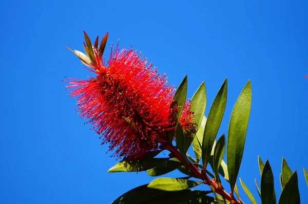 Infiorescenza Della Spazzola Bottiglia Albany Nell Orto Botanico Francoforte Una — Foto Stock