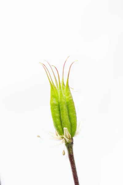 Tiro Vertical Flor Columbine Após Fertilização Fundo Branco — Fotografia de Stock