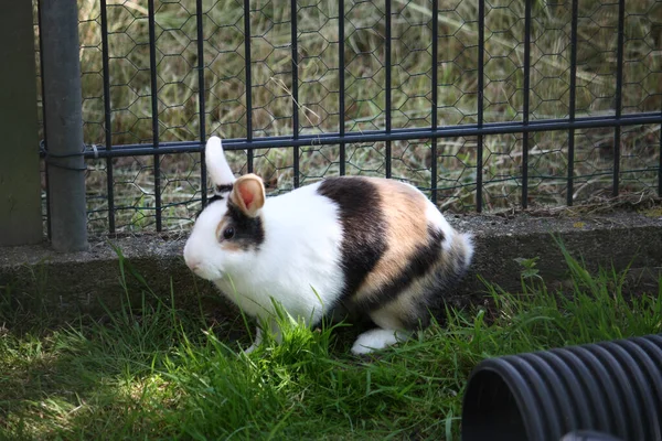 Gros Plan Lapin Pelucheux Coloré Adorable Sur Sol Herbeux Ferme — Photo