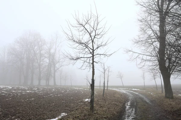 冬の間の背景に霧に覆われた裸の木がある田舎の曲がりくねった未舗装の道 — ストック写真