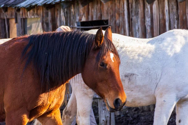 Selektiver Fokus Eines Braunen Und Weißen Pferdes Auf Einer Ranch — Stockfoto