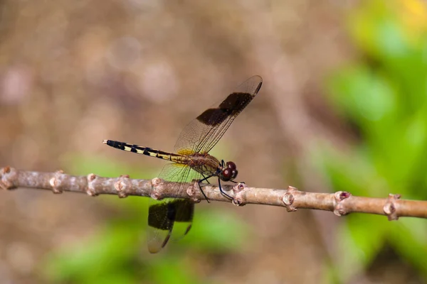 Selective Focus Shot Exotic Dragonfly Resting Thin Branch — Stock Photo, Image