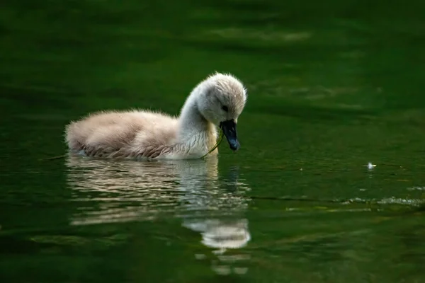Ein Bild Des Traurig Aussehenden Babyschwans Der Sein Spiegelbild Grünen — Stockfoto