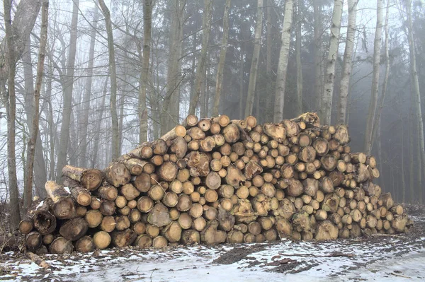 Ağaçlarda Bir Yığın Doğranmış Odun Yerde Ince Kar Kışın Sisle — Stok fotoğraf