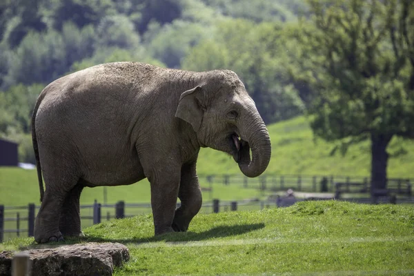 Krásný Výhled Dospělého Slona Kráčejícího Zsl Whipsnade Zoo Velká Británie — Stock fotografie