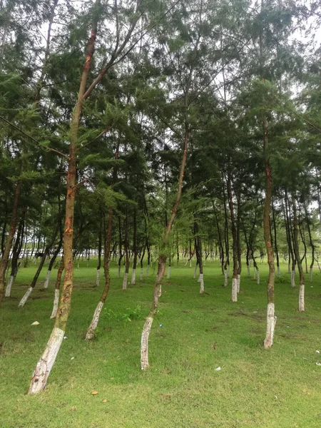 Ένα Κάθετο Πλάνο Ενός Πάρκου Πολλά Λεπτά Δέντρα Ζωγραφισμένους Κορμούς — Φωτογραφία Αρχείου
