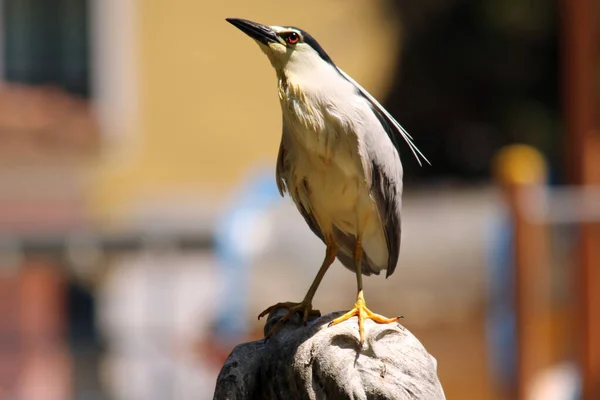Eine Selektive Fokusaufnahme Eines Exotischen Vogels Der Auf Einem Stück — Stockfoto