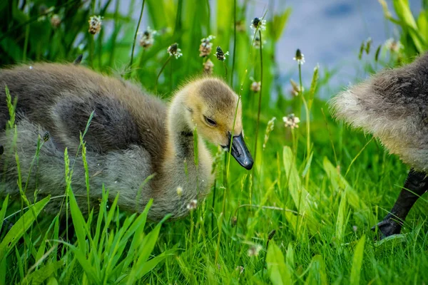 Gros Plan Canard Mignon Dans Étang Jour — Photo