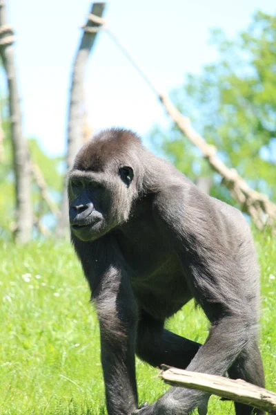 Vertikal Bild Gorilla Ett Grönt Gräs — Stockfoto