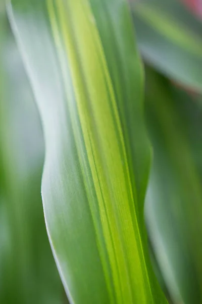 Vertical Shot Green Dracaena Fragrans Plant Leaf — Stock Photo, Image