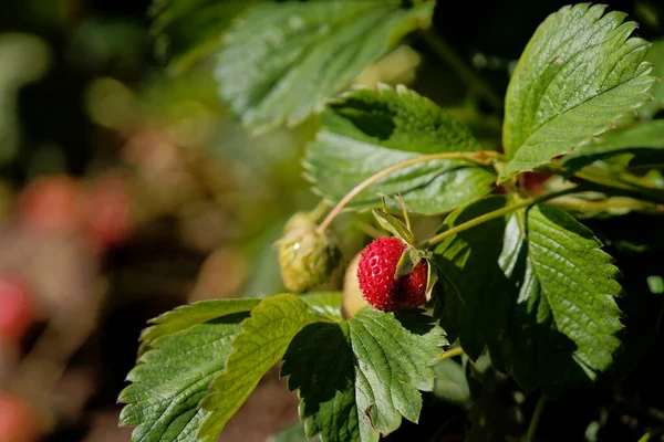 Une Mise Point Sélective Fraises Mûres Non Mûres Sur Buisson — Photo