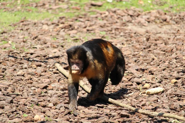 Primer Plano Capuchinos Con Penacho Capuchino Marrón Sapajus Apella Zoológico —  Fotos de Stock