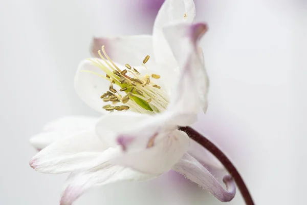 Detailní Záběr Bílého Květu Columbine Rozmazaném Pozadí — Stock fotografie