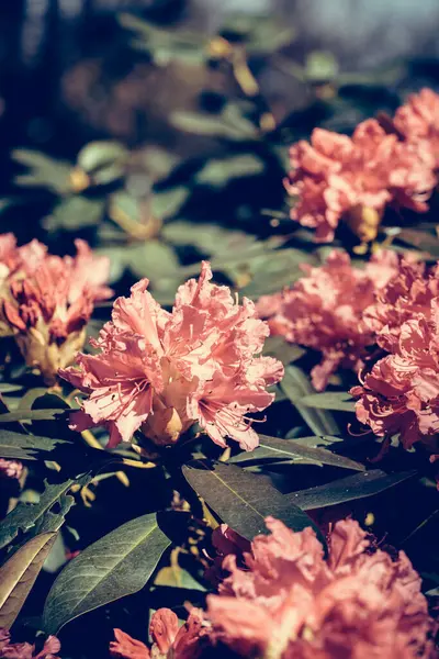 Une Mise Point Sélective Belles Fleurs Roses Rhododendron Fleurissant Dans — Photo