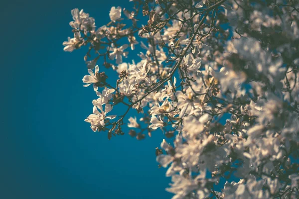 Primer Plano Hermosas Flores Mongolia Ramas Árboles Contra Cielo Azul —  Fotos de Stock