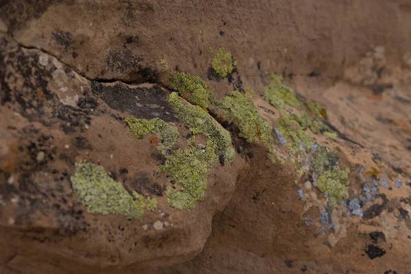 Крупним Планом Знімок Моху Коричневих Скелях Пустелі — стокове фото