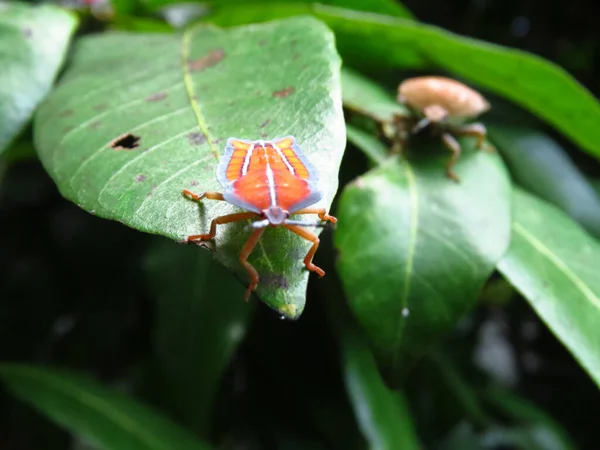 Macro Shot Colorful Leaf Beetles Big Green Leaves Woods Sunlight — Stock Photo, Image