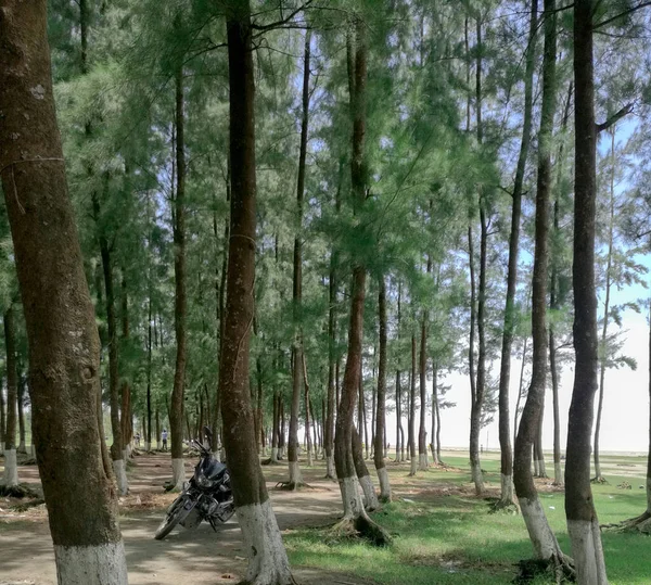 Парк Мотоциклом Кучей Покрашенных Стройных Стволов Деревьев — стоковое фото