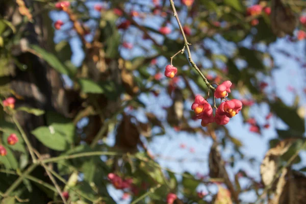 Tiro Arbusto Comum Fuso Com Ornamentos Frutas Que São Venenosos — Fotografia de Stock