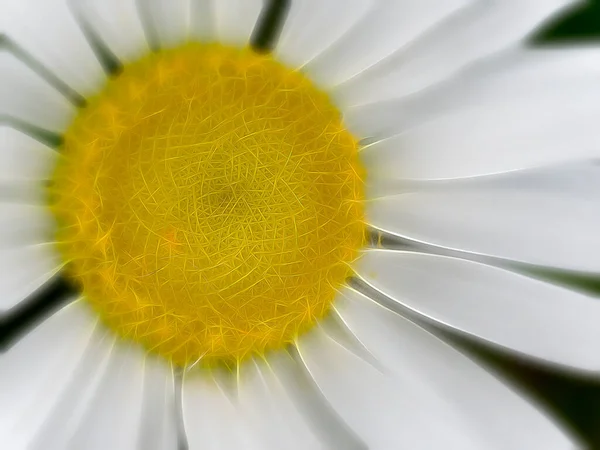 Tiro Macro Close Uma Flor Camomila Branca Perfeito Para Fundo — Fotografia de Stock