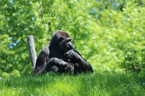 Beautiful Scene Lonely Big Gorilla Sitting Grass — Stock Photo, Image