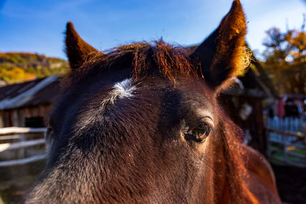 アルゼンチンのバリローチェの牧場でクローズアップした茶色の馬 — ストック写真