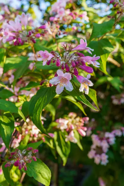 Vertikální Záběr Stromu Čerstvě Kvetoucími Květy Pod Slunečním Světlem — Stock fotografie