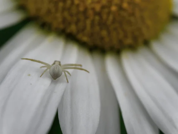 Tiro Foco Seletivo Inseto Uma Flor Camomila Branca — Fotografia de Stock