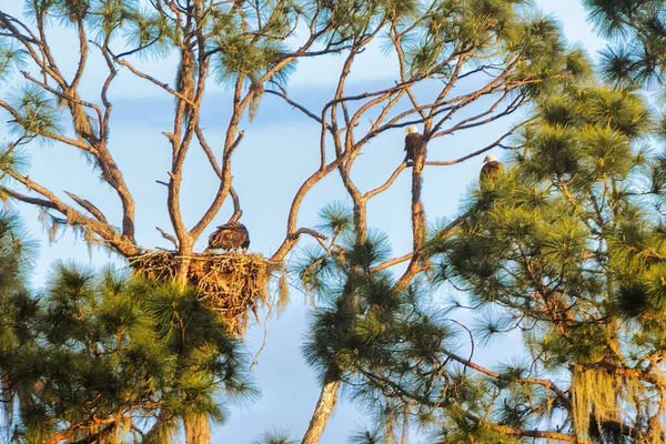 Primo Piano American Bald Eagles Sull Albero Circle Bar Reserve — Foto Stock