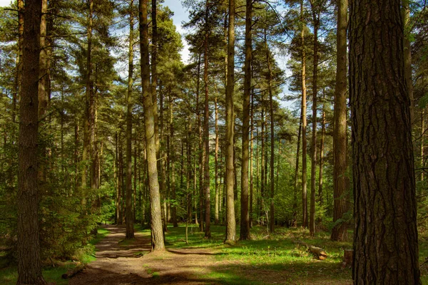 Tiro Perto Árvores Crescimento Alto Floresta Sob Luz Sol — Fotografia de Stock