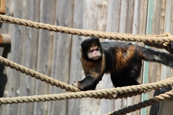 Närbild Tuftad Capuchin Eller Brun Capuchin Sapajus Apella Repet — Stockfoto