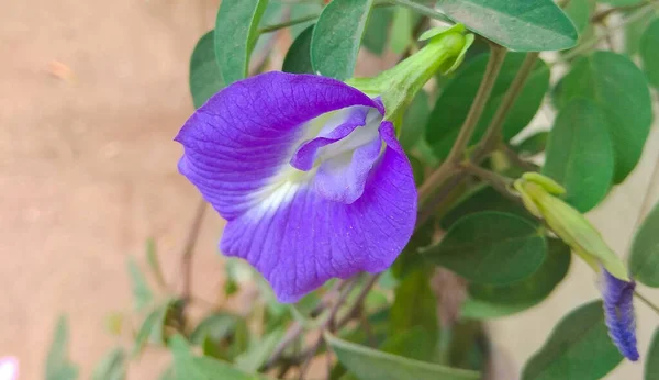 Uma Foto Macro Uma Linda Flor Roxa Com Folhas Verdes — Fotografia de Stock