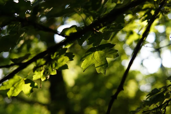 Foco Raso Folhas Verdes Fundo Das Árvores Luz Solar — Fotografia de Stock