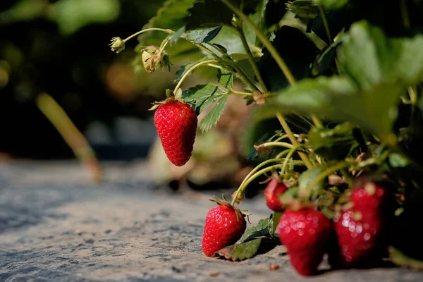 用成熟的草莓在灌木丛中选择性地集中拍摄 — 图库照片