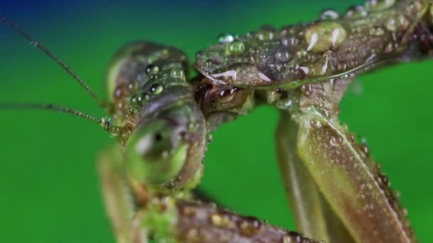 Een Macro Shot Van Een Bidsprinkhaan Met Dauwdruppels Tegen Een — Stockvideo