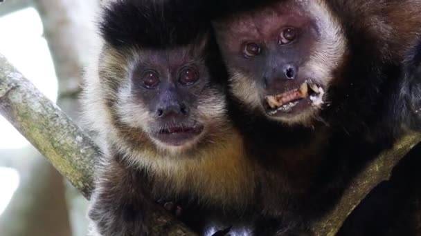 헌팅턴 원숭이가 위에서 모습을 클로즈업 — 비디오