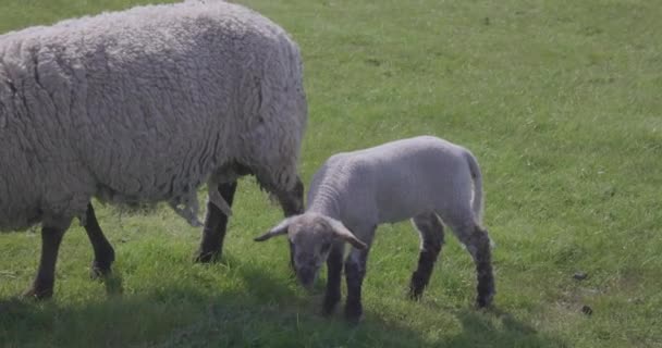 Die Grasende Mutter Von Schafen Und Lämmern Auf Einem Grünen — Stockvideo